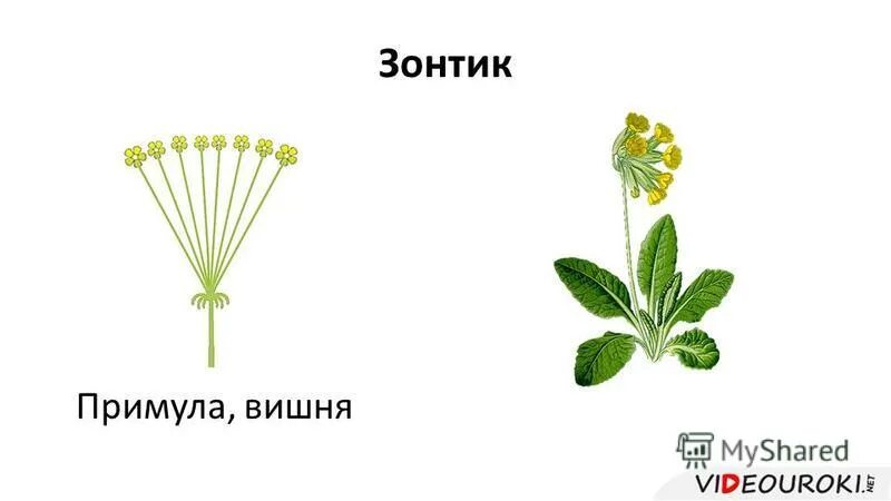 Вишня тип соцветия. Соцветия вишни и примулы. соцветие зонтик примула. соцветие простой зонтик. примула соцветие.