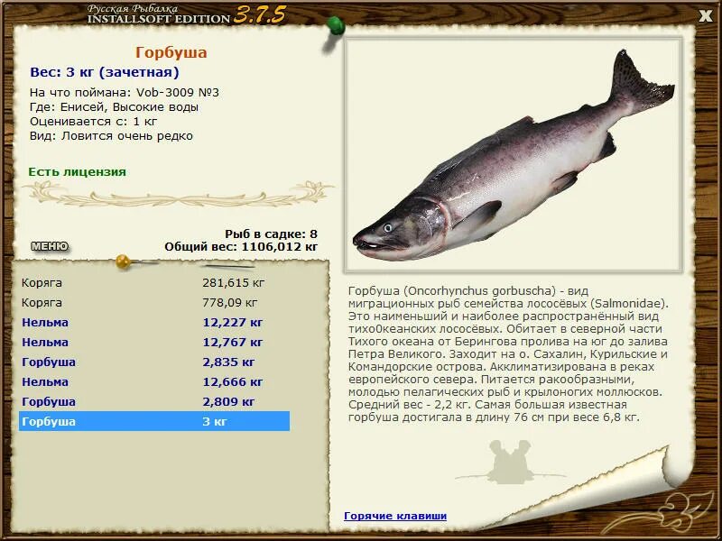 систематика горбуши. горбуша энергетическая ценность. горбуша какой вес. горбуша какой вес. горбуша где водится.