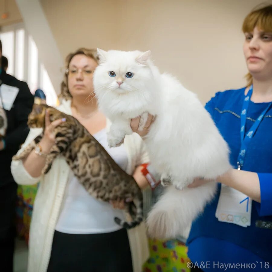 Выставка котов. Победитель выставки кошек. Выставка котов в Санкт-Петербурге.
