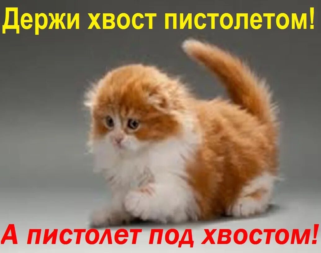 Выражение под хвост. Хвост пистолетом. хвост пистолетом картинки. держать хвост пистолетом. хвост пистолетом картинки прикольные.