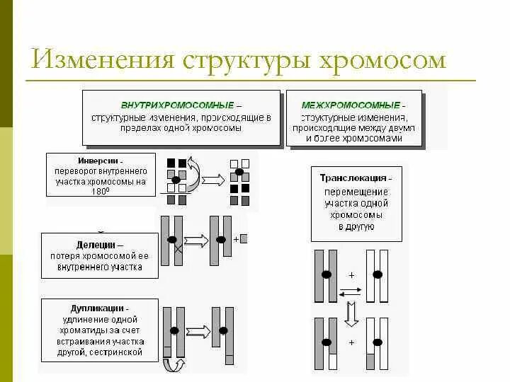 Изменение структуры хромосом. Измененная структура хромосом. Структурирование хромосом. Изменением числа или структуры хромосом. Как меняется строение