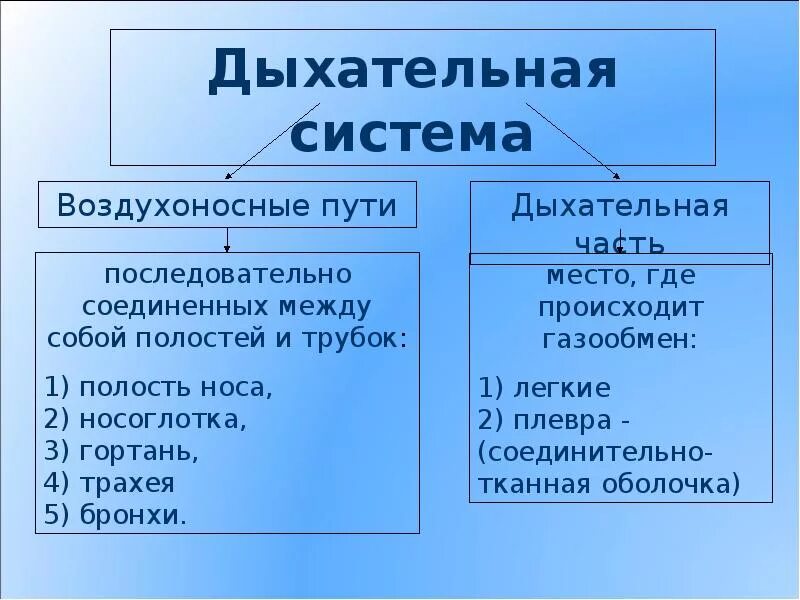 Воздухоносную функцию выполняет. Органы дыхания воздухоносные пути. Воздухоносные пути строение и функции. Воздухоносные и респираторные органы, выполняемые функции.. Строение и функции воздухоносных путей и органов дыхания.