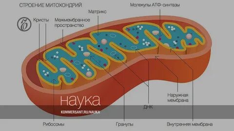 Матрикс митохондрий