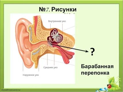 Среднее ухо рисунок