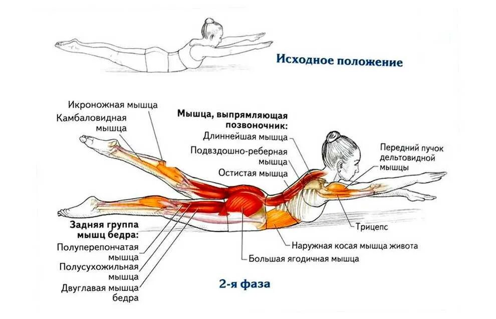 Какие группы мышц работают при езде. Упражнения на укрепления мышц спины и какие мышцы задействованы. мышца выпрямляющая позвоночник упражнения. упражнения для укрепления мышц боковых мышц спины. мышцы разгибатели спины упражнения.