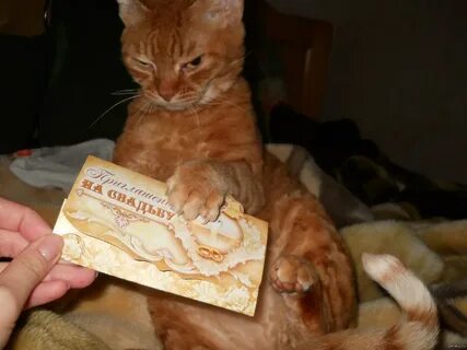 Позвать кота