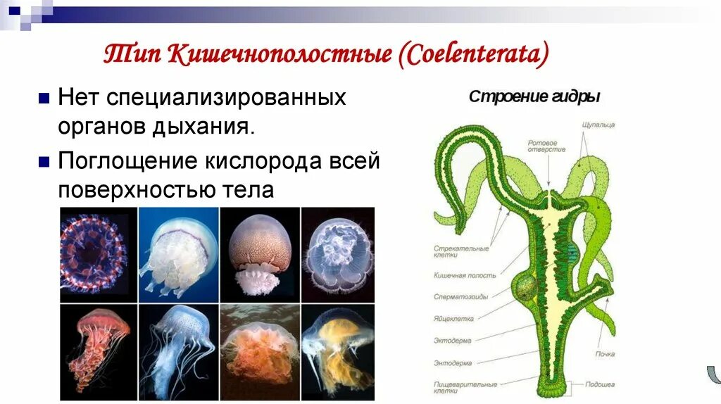 Какие черви кишечнополостные. Кишечнополостные. Дыхательная система кишечнополостных. Кишечнополостные представители. Кишечнополостные рисунок.