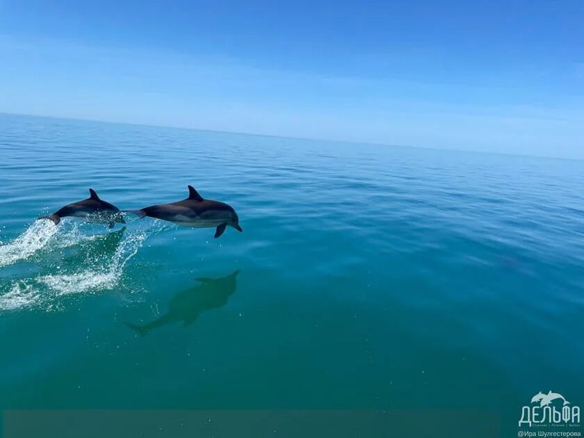 Дикие дельфины. Дельфин. Скорость дельфина в воде