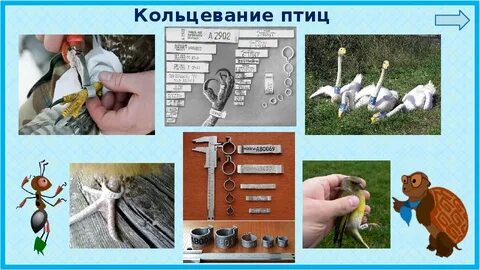 Кольцевание