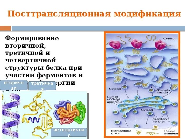 Посттрансляционные модификации белков. Модификация белков. Белки конспект. Строение белков биология 10 класс. Подготовительный этап белков