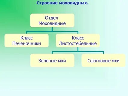 Моховидные по типу питания