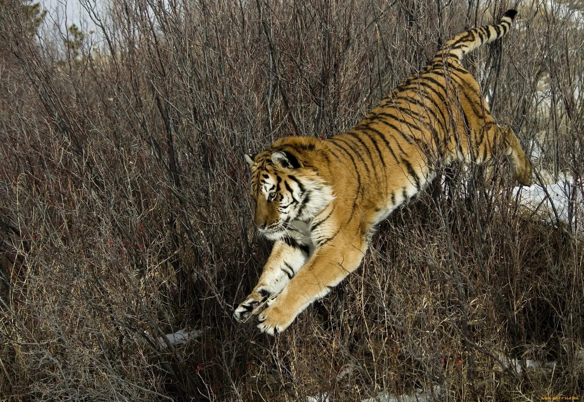 Тигр образует реку. Амурский тигр. Уссурийский тигр. Амурский тигр (Panthera Tigris). Прыжок Амурского тигра.