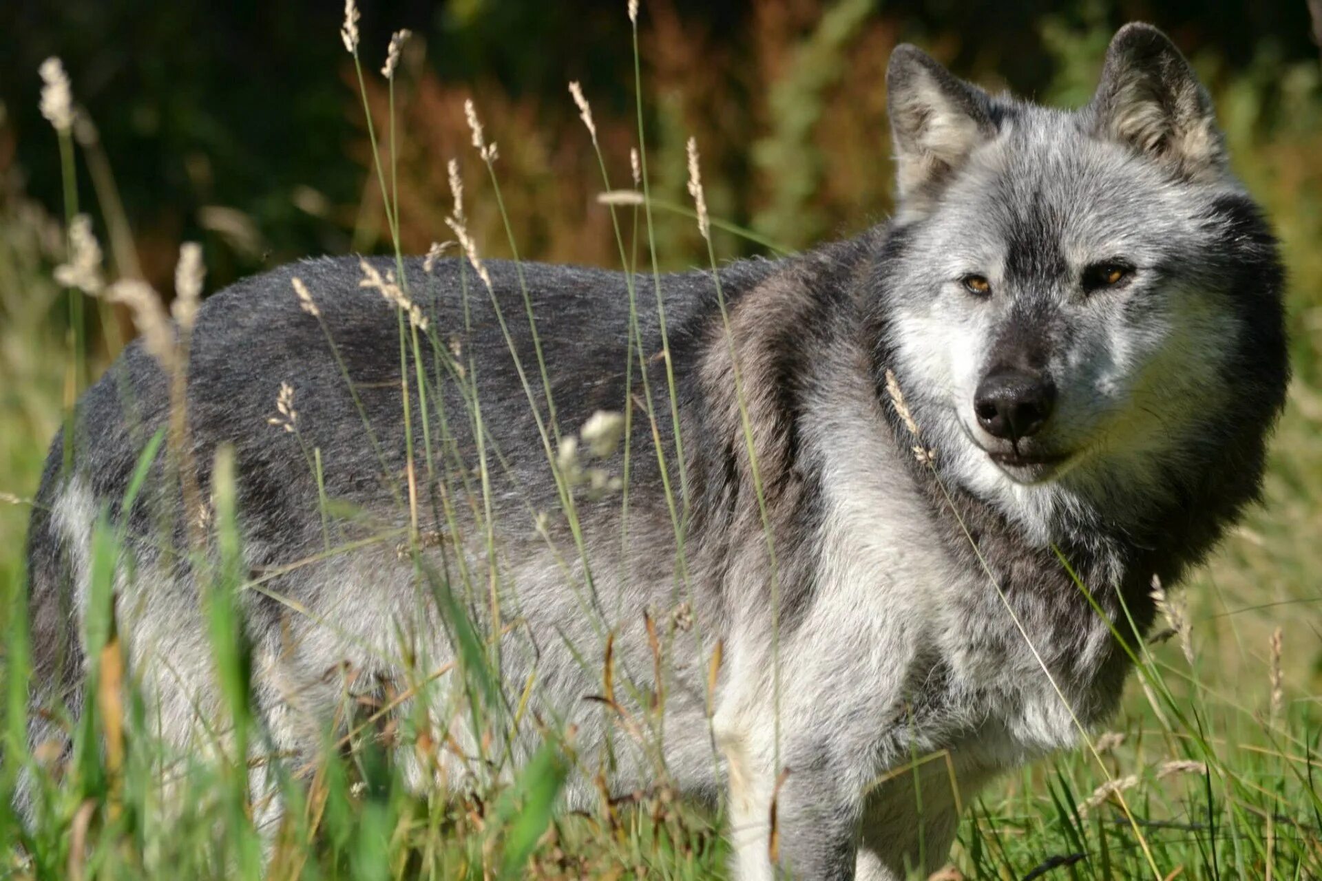 Среднерусский Лесной волк. Берингийский волк. Макензийский Равнинный волк. Волк Долины Маккензи.