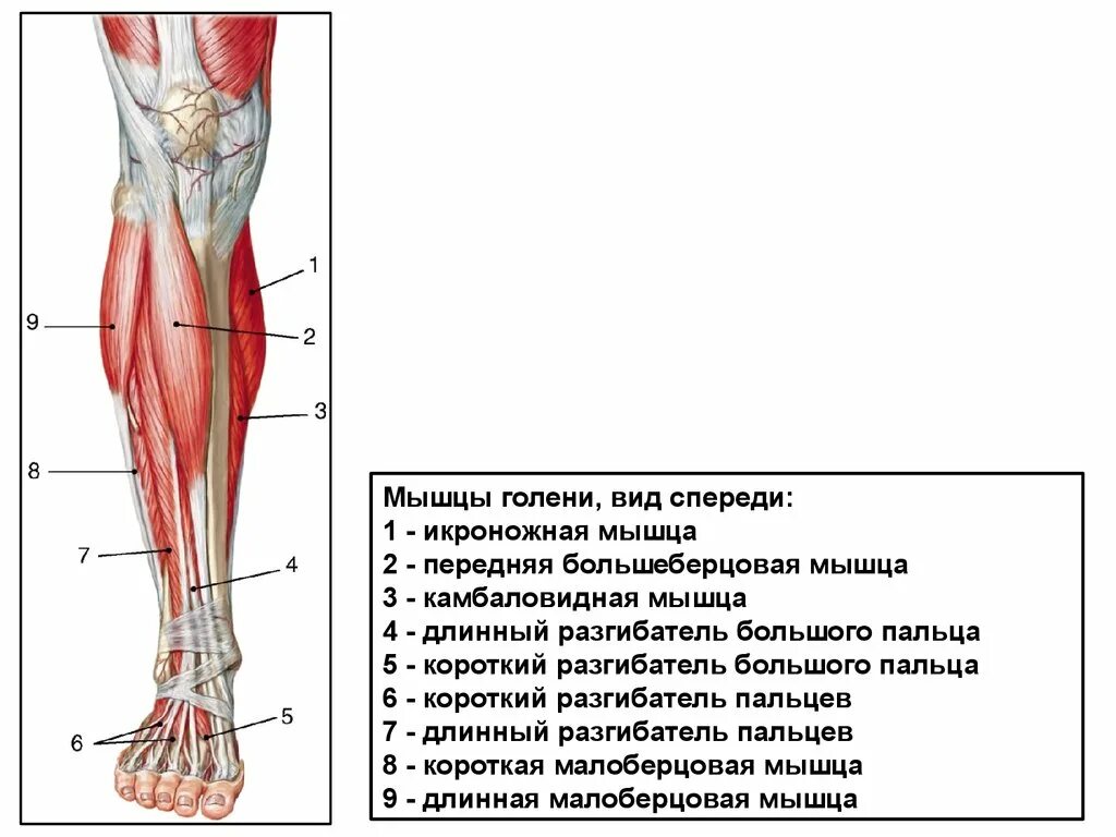 Ступня мышцы болят. Большеберцовая мышца голени. Мышцы голени анатомия. Передняя большеберцовая мышца мышца. Икроножная и камбаловидная мышцы анатомия.