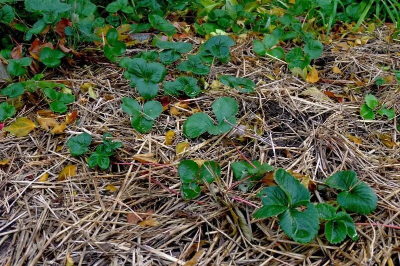 Мульчирование клубники весной. Клубника уход зима. Обработка клубники осенью. Клубника замерзла. Прополка клубники.