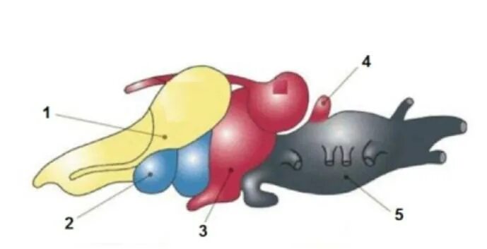 Строение головного мозга рыбы. Отдел головного мозга лягушки выполняет функцию. Строение головного мозга лягушки. Строение мозга пресмыкающихся.