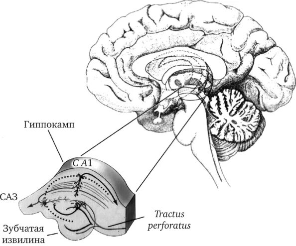 Институт высшей нервной деятельности и нейрофизиологии ран логотип. Нейрофизиология ран. Нейрофизиология ран. Нейрофизиология ран. Третичная слуховая кора.