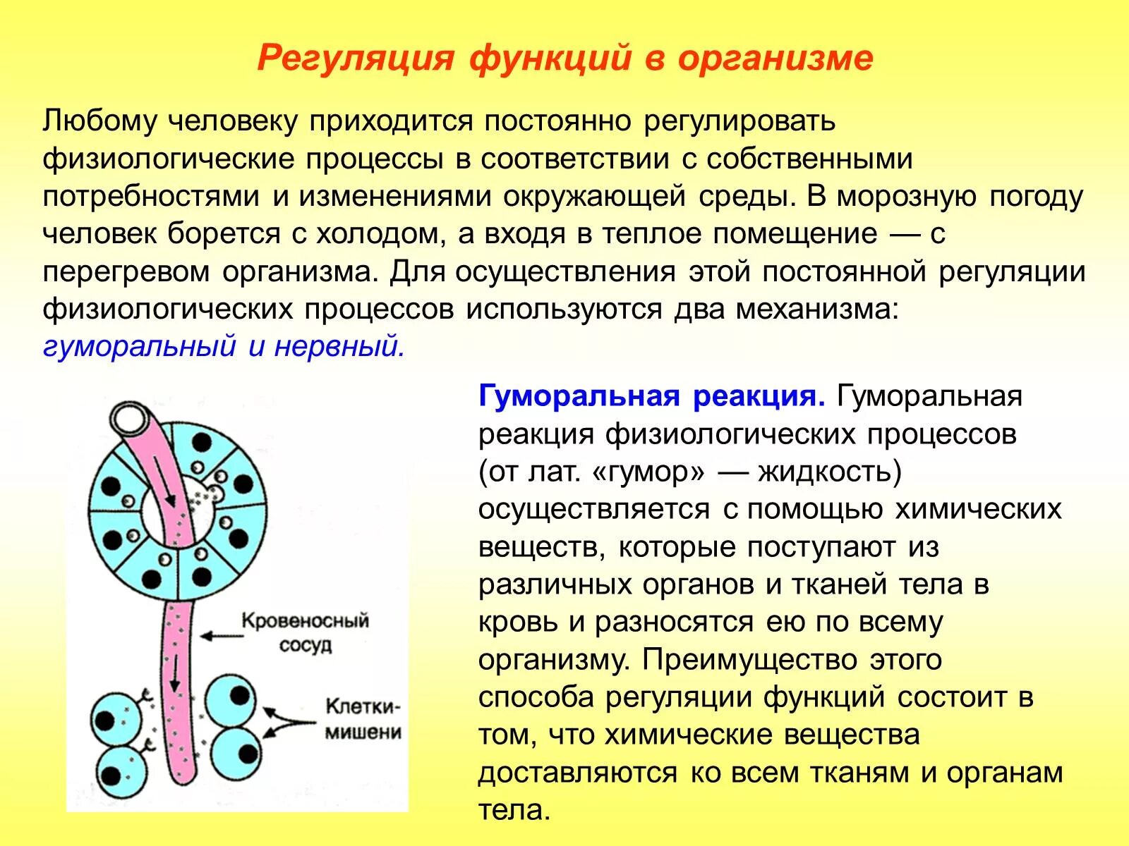 Физиологические процессы клеток. Роль нервной системы в регуляции функций. Нервный механизм регуляции функций организма.. Гуморальная регуляция функций организма. Регуляция функций в организме кратко.