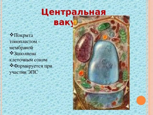 Заполнен клеточным соком. Заполнен клеточным соком. Тонопласт мембрана. Заполнен клеточным соком. Вакуоли с клеточным соком.