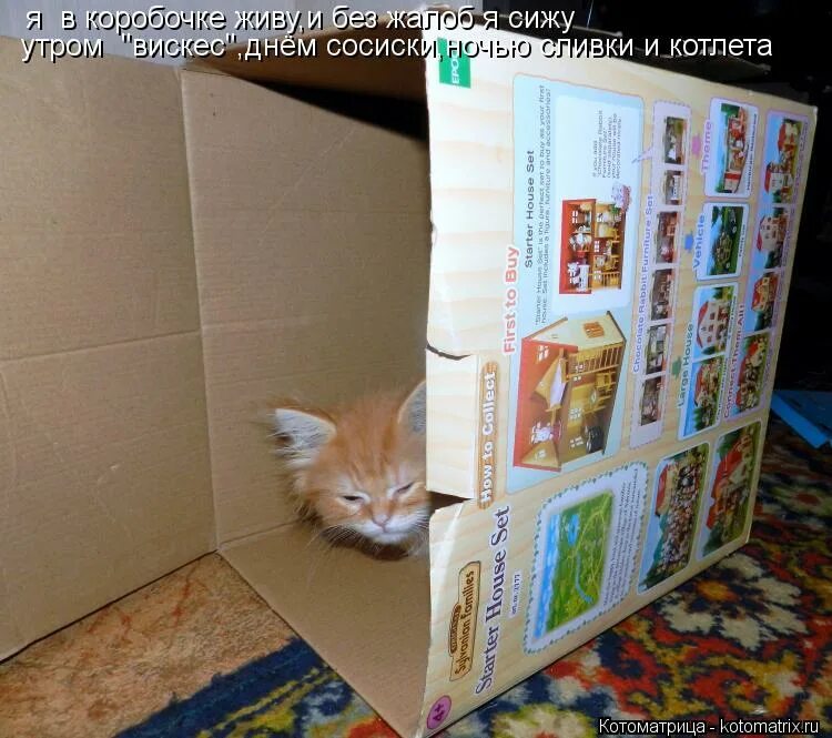 Бездомные в картонных коробках. Человек в коробке. Живет в коробочке. Наконец дома. Бомжи в картонных ящиках.