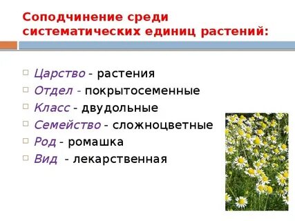 Ромашка вид род класс отдел царство