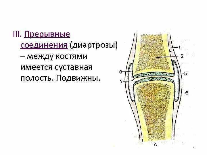 Прерывное соединение кости. Диартроз соединение костей. Подвижные соединения костей – диартрозы.. Прерывные соединения. Диартрозы строение сустава.