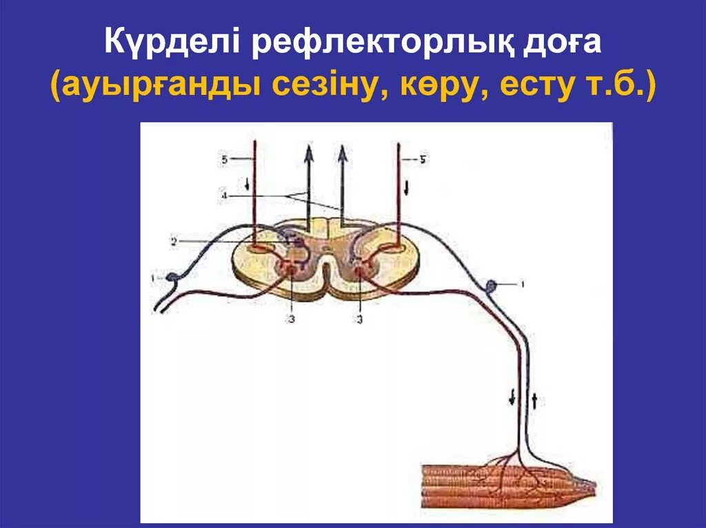 Шартты рефлекс. Рефлекс доғасы. Жүйке жүйесі рефлекс. Рефлекс дегеніміз не. Шартты рефлекс дегеніміз не.