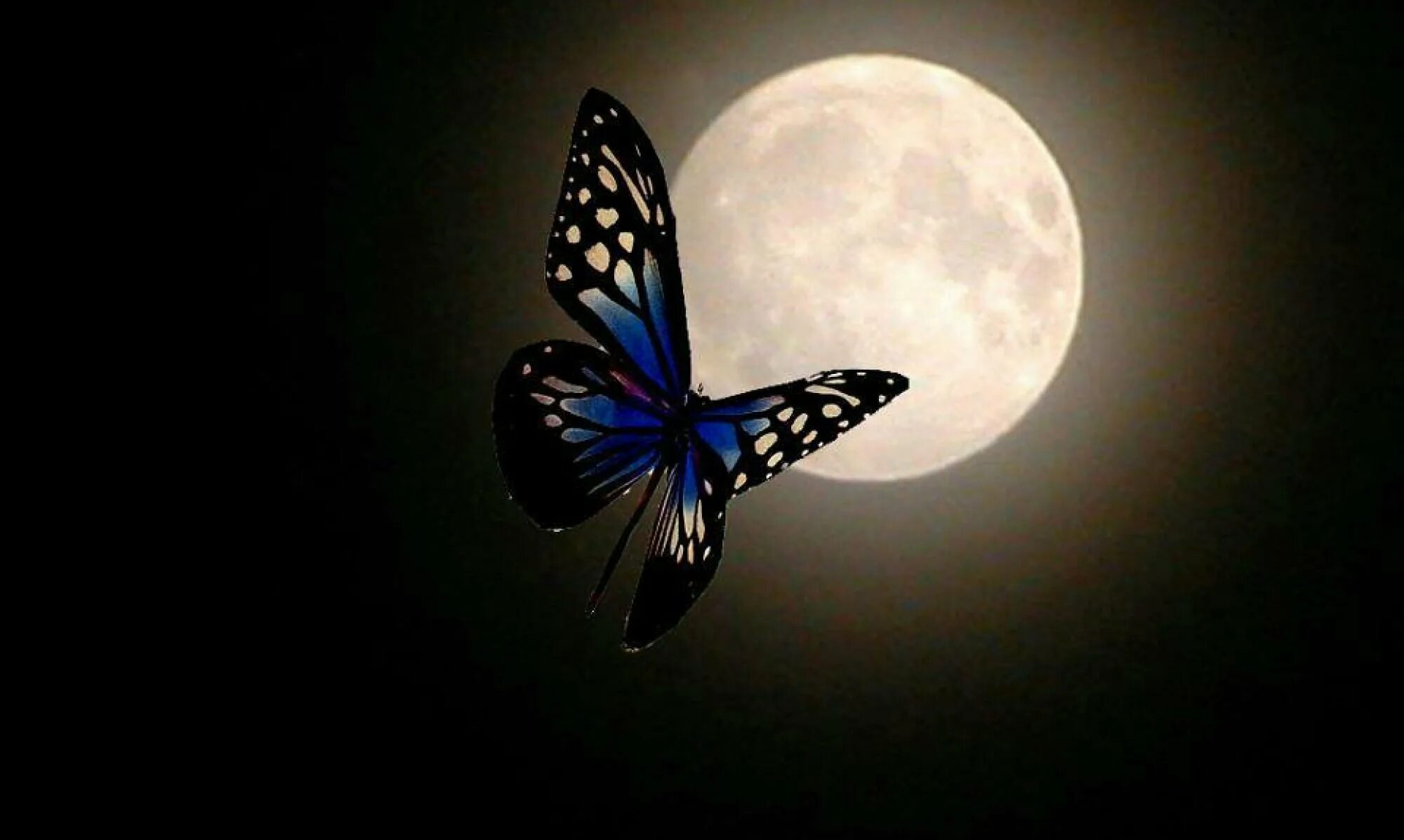 Бабочка Луна. Бабочка ночью. Бабочки летают ночью. Бабочка на фоне Луны. Спящие ночью бабочки