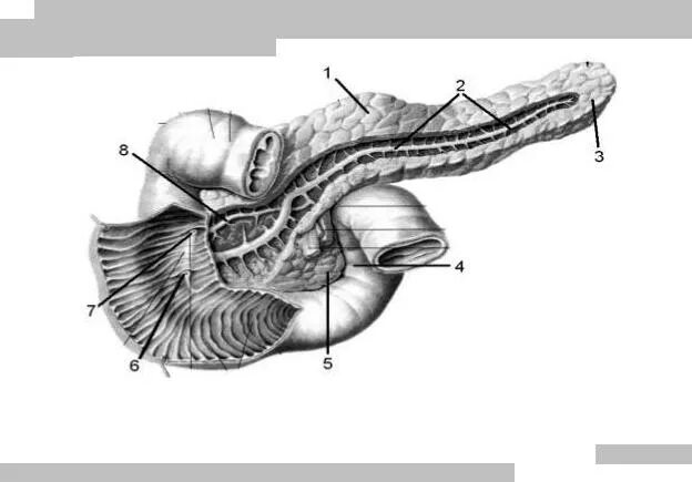 В тонкую кишку открываются протоки. Выводной проток поджелудочной железы. Протоковая система поджелудочной железы. Поджелудочная железа железа выводной проток. Пузырный проток поджелудочной железы.