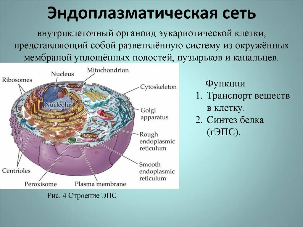 Эндоплазматическая сеть органоид строение =рисунок. Гладкая эндоплазматическая сеть органоид. Структуры эукариотической клетки органеллы. Внутренняя среда клеток органоид