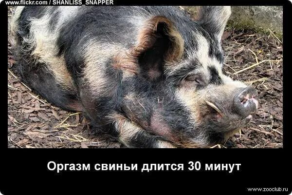 Свинка проходит. Смешные картинки со свиньями с надписями. Оргазм у свиньи длится 30 минут. Интересные факты о свиньях.