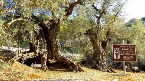 Olive tree паттайя отзывы