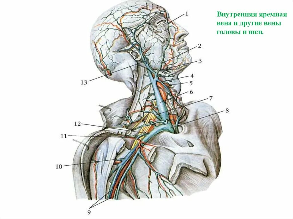Сонная артерия и яремная Вена. Наружная яремная Вена анатомия. Внутренняя Сонная артерия и внутренняя яремная Вена. Внутренняя яремная Вена Вена головы и шеи.