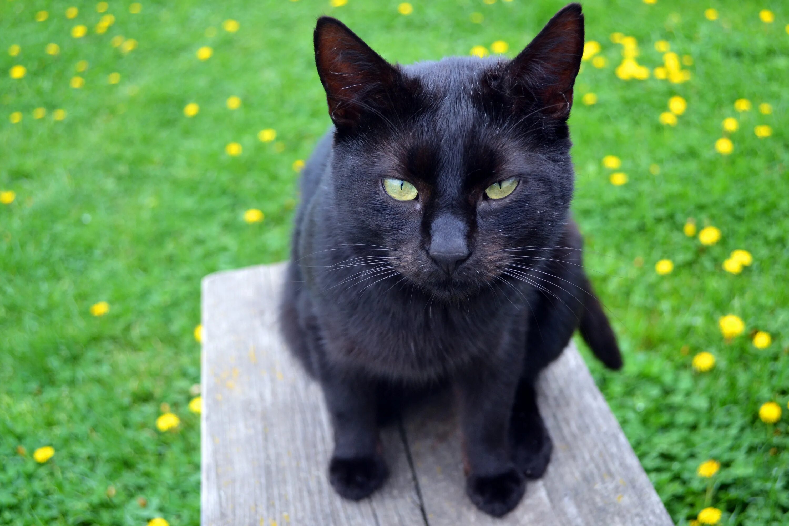 Lucky a big black cat