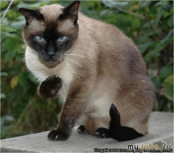 чтоб кошка не хотела кота. приколы про сиамских котов. чтоб кошка не хотела кота. капли для кота. успокоин для кота.
