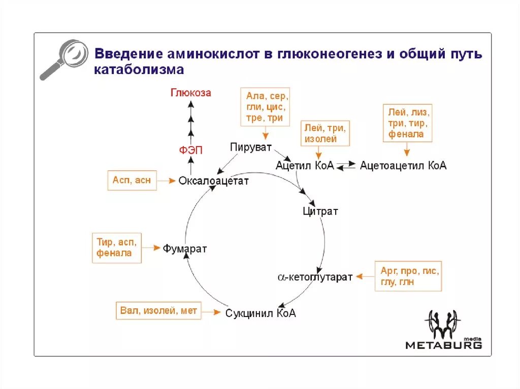 Синтез Глюкозы из пирувата реакции. Синтез Глюкозы из лактата реакции. Схема синтеза Глюкозы из аминокислот. Схема глюконеогенеза биохимия. Синтез глюконеогенеза