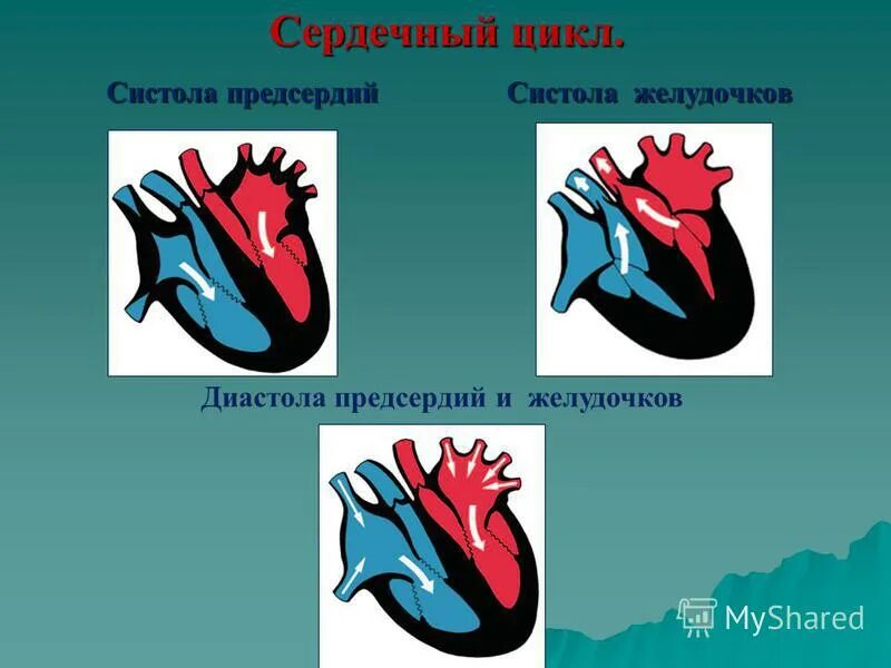 Презентация на тему: "Сердце, подобно жернову дающему муку, когда засыпано доста