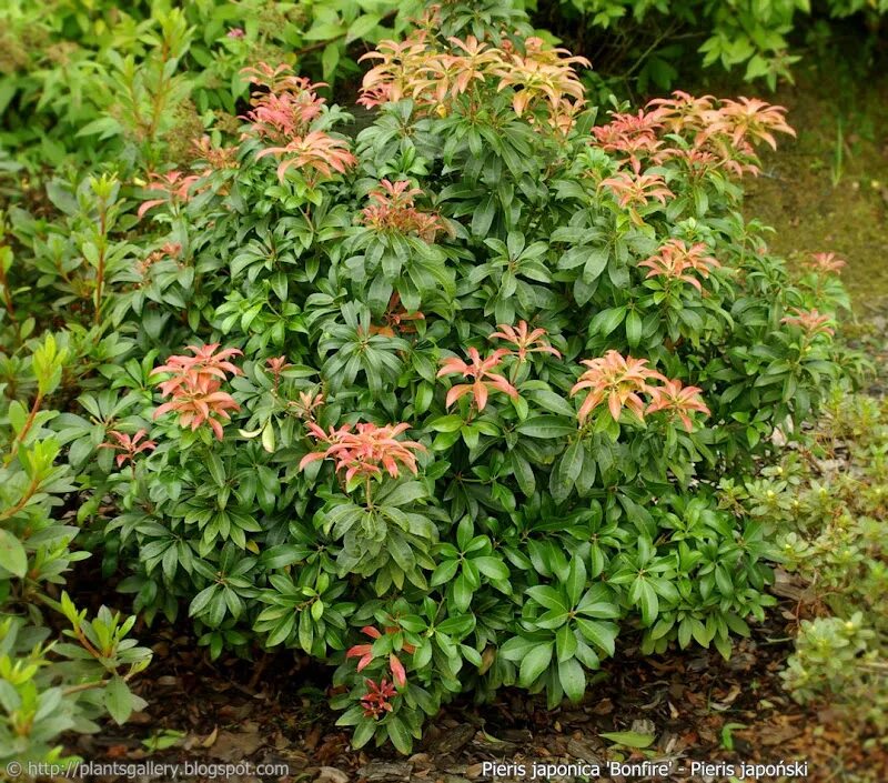 Pieris Mountain Fire Red And Green Shiny Foliage - PlantingTree Shade shrubs, Sh