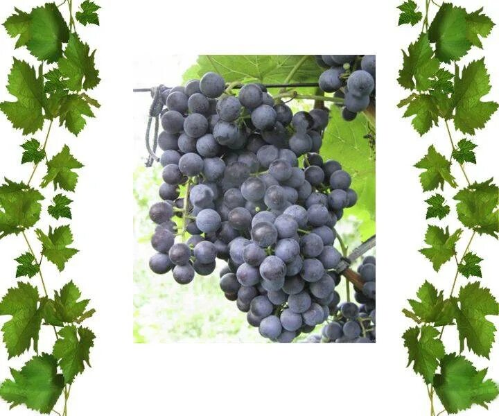 сорта винограда гурзуфский розовый