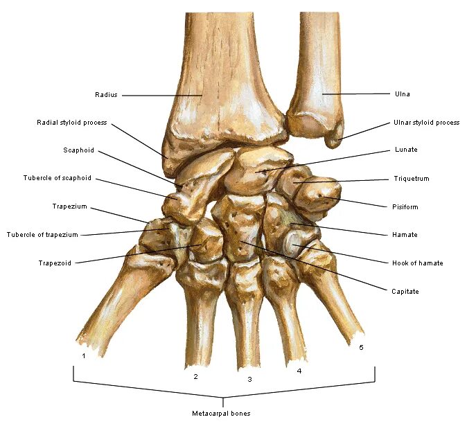 Соединения костей запястья. Гороховидная кость запястья анатомия. Лучезапястный сустав анатомия. Кости лучезапястного сустава анатомия. Перелом полулунной кости.