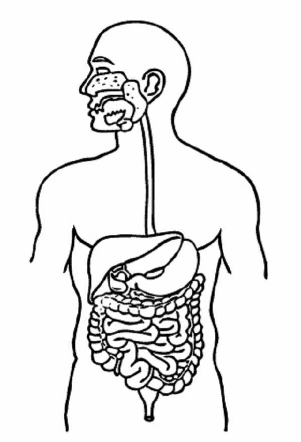 Желудок легкие мозг. Пищеварительная система человека. Строение органов пищеварения. Пищеварительные органы человека. Пищеварительная система человека схема.