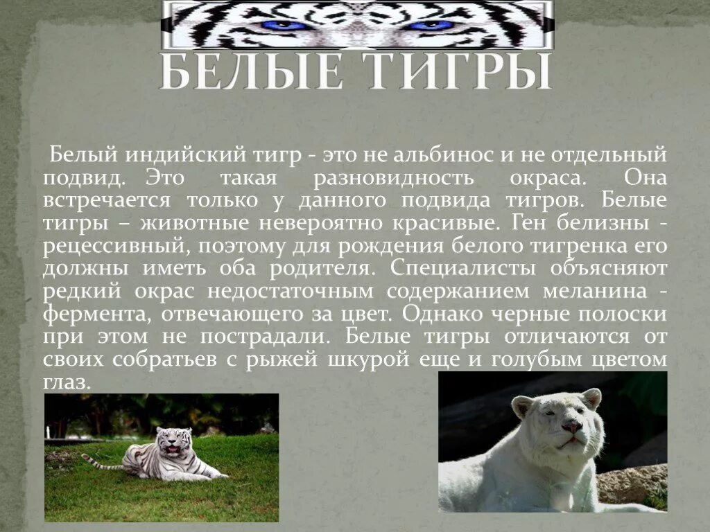 Белый тигр 2 класс. Сообщение про белого тигра. презентация о белом тигре. сообщение о белом тигре. презентация на тему белый тигр.