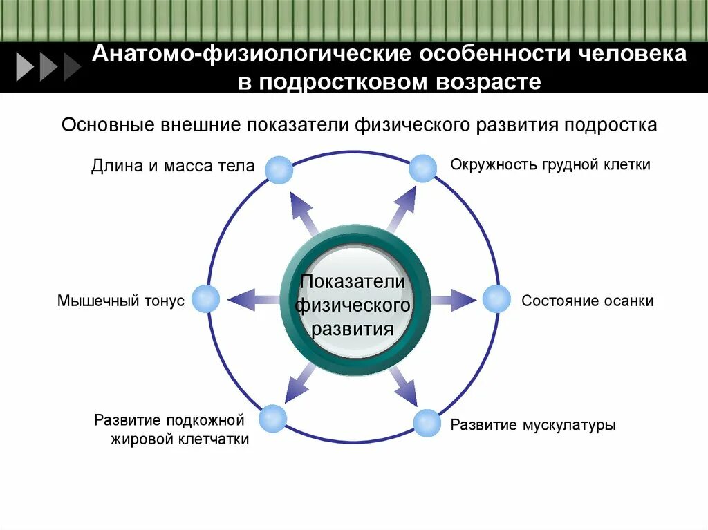 Анатомо-физиологические особенности подросткового возраста. Особенности анатомо физиологического развития подростков. Анатомо-физиологическая характеристика подросткового возраста. Анатомо-физиологические характеристики человека. Анатомо физиологические особенности человека в подростковом возрасте