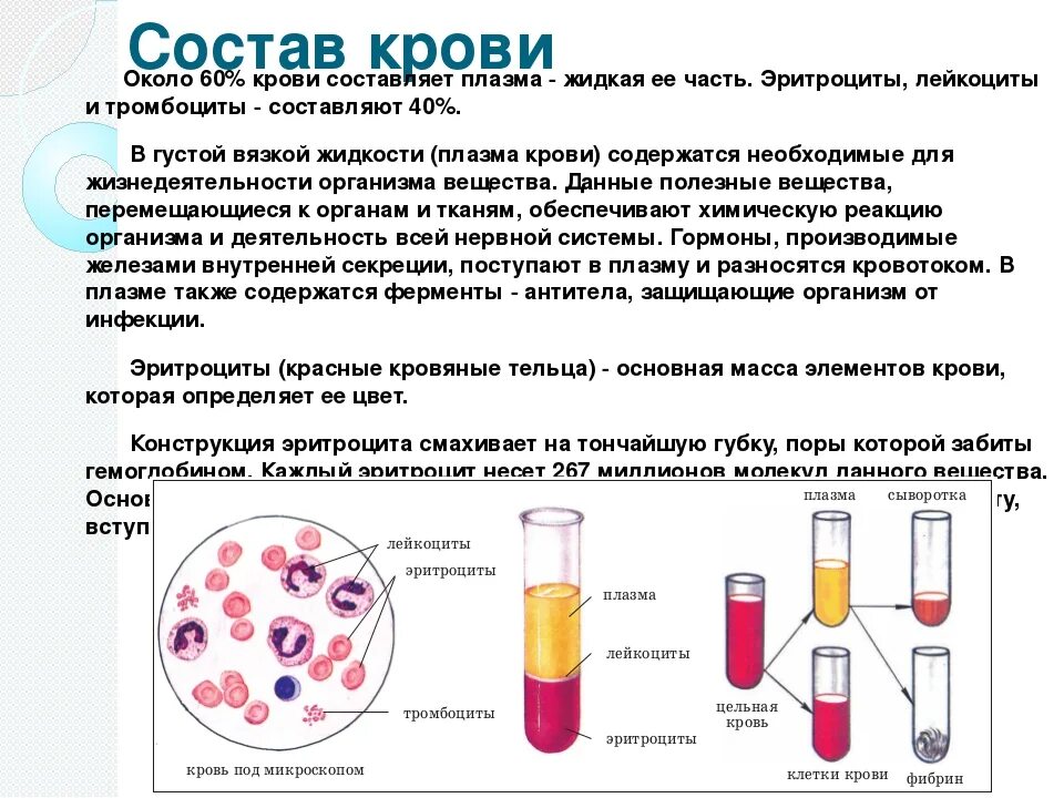 Кровь краткое содержание. Строение плазмы крови человека. Соотношение плазмы крови и ее форменных элементов составляет. Кровь состоит из плазмы и клеток крови. Состав крови плазма клетки крови.