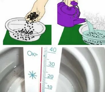 Обработка семян перед посадкой