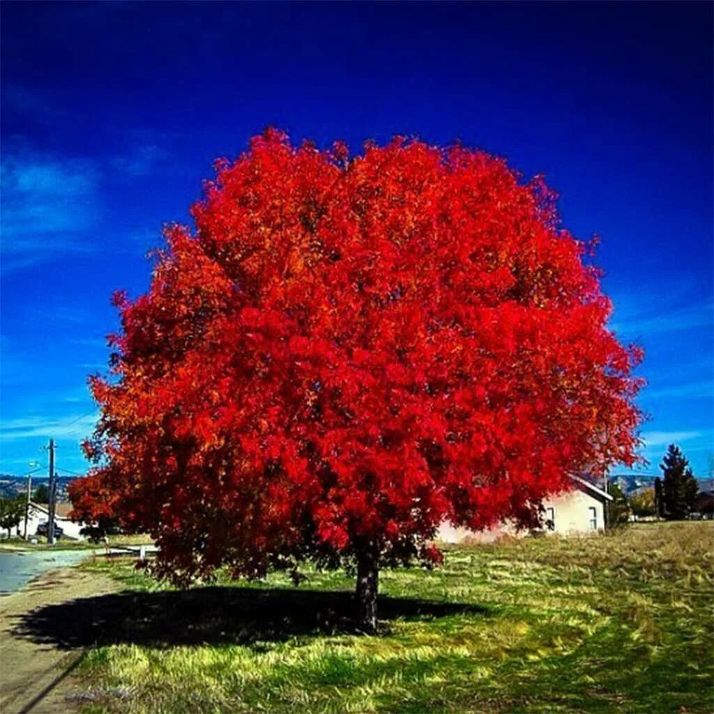 Почему краснеет дерево. Acer rubrum (клен красный) 'Red Sunset'. Клен канадский красный. Клен канадский остролистный красный. Клен красный Acer rubrum.
