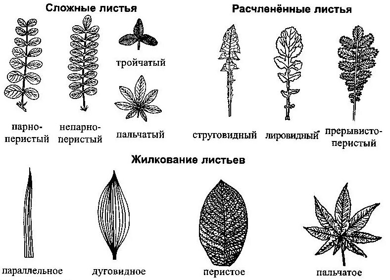 Типы жилкования листовой пластинки листовой. Элодея жилкование. Типы жилкования простые сложные листья. Одуванчик форма листа жилкование листа Тип листа.