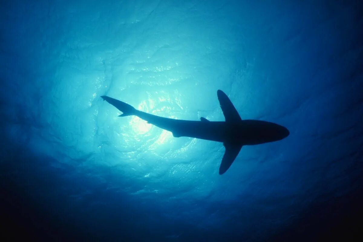 Акула снизу. Акула вид сверху. Акула под водой. Красивые акулы. Акула в воде.