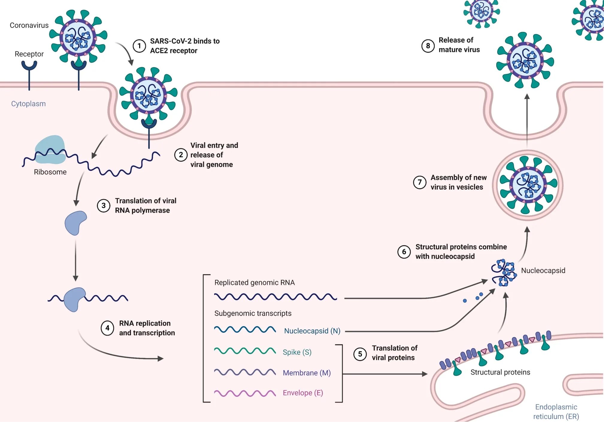 Вирус сарс группа патогенности. Жизненный цикл вируса SARS cov 2. Цикл репликации коронавируса SARS-cov-2. Жизненный цикл коронавируса SARS-cov-2. Репродукция вируса SARS cov-2.