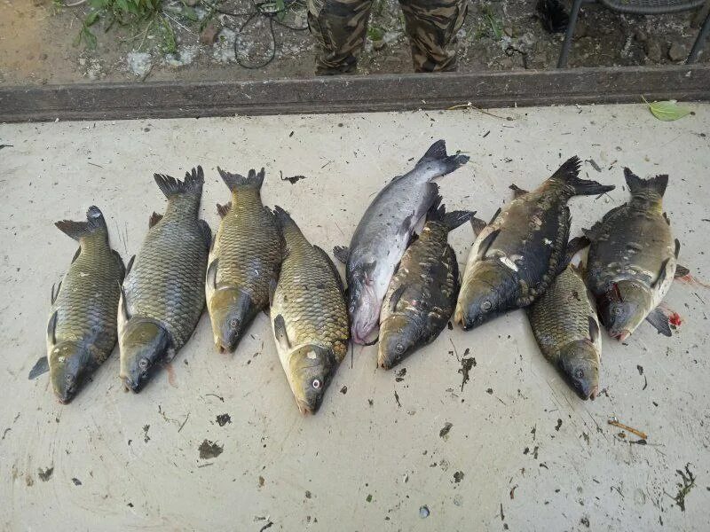 крх красногорское русфишинг. рыбалка на плотине в красногорске. платная рыбалка в митино. крх красногорское русфишинг. крх красногорское русфишинг.